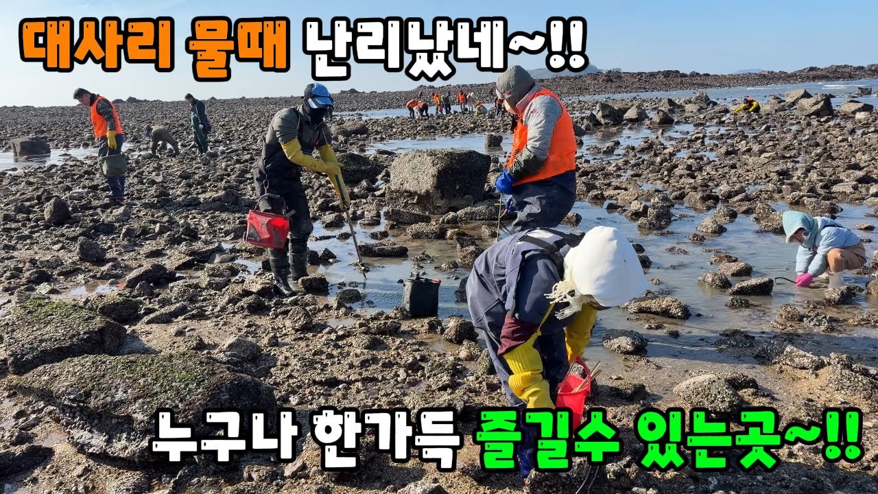 대사리 물때 난리났네~!! 누구나 한가득 즐길수 있는곳~!!
