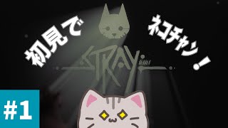 【#stray 】#1 迷子の迷子のおネコ様、あなたのお家はどこですか【#曇月りつ ／#初見大歓迎  】