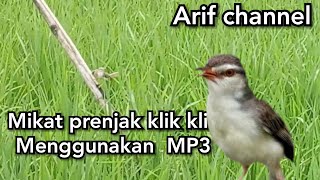 Mikat prenjak klik klik/sawah menggunakan MP3