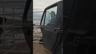 One-Person Calf Catching—Safe, Fast, No Bull. 🐄💪 #ranchlife