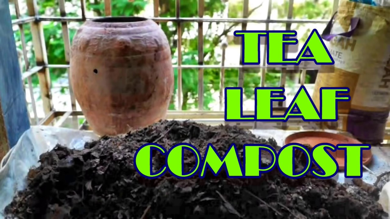 Different Types Of Compost Bugs Compost Critters Black Soldier Fly Larvae Compost Helpers Youtube