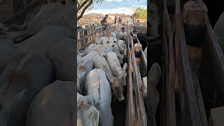 muito bezerro Nelore na feira de gado de tábira