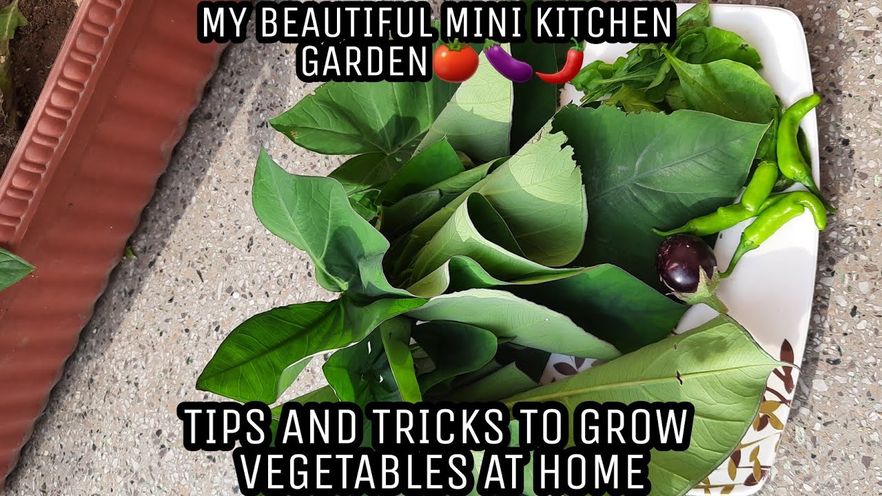 My Beautiful mini kitchen garden! *TIPS AND TRICKS!* How to grow