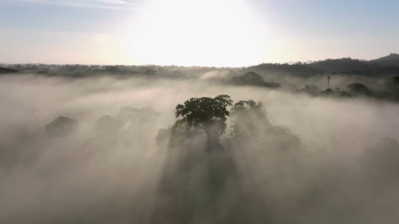 BID | Concessão Florestal ( COP30)