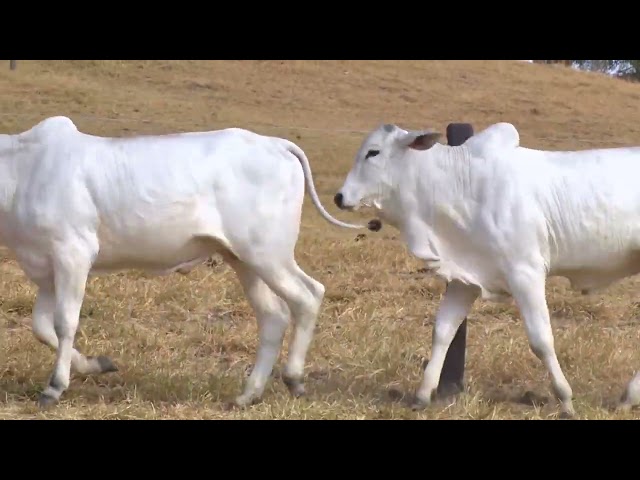 lote 36 - LEILÃO FAZENDA SANTA TEREZA - REPRODUTORES DO FUTURO