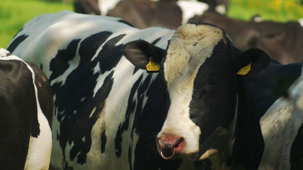 cows drinking water im group YouTube