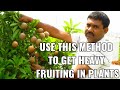 ये करेंगे फलों के पेड़ के साथ तो अगली बार फलों से लद जाएंगे पेड़ || How to get Heavy Fruiting Easily