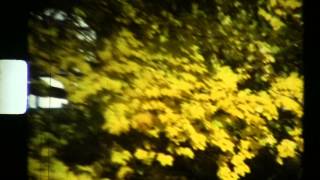 Video thumbnail of "Bibio Cherry Blossom Road"