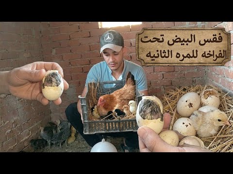 Finally hatched! Watch the chicks coming out from under the hen for the second time.