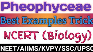 #PheophyceaeTrick|Trick to learn examples of Pheophyceae|Pheophyceae NCERT|Biology class 11|NEET