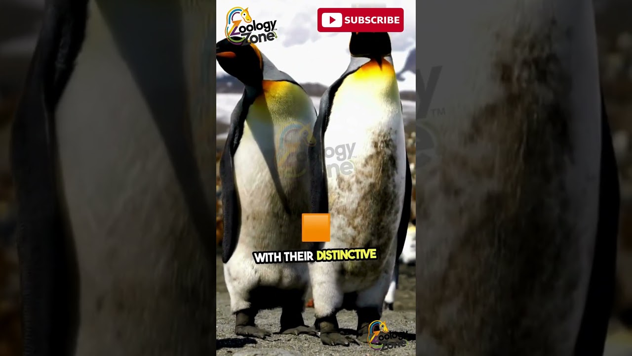 5 Surprising Facts About King Penguins! 