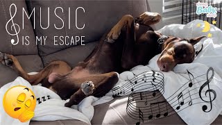Relaxing Dog sleeping music, tones to calm Anxiety, Stress, Hyperactivity. screenshot 3
