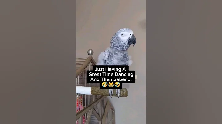 "Oh My Gah, Shut Ups" 🤣#birds #animals #pets #funny #lol #fyp #bird #pet #youtubeshorts #fun #cute