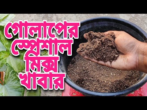 ভিডিও: কিভাবে সঠিক ফুল চয়ন করতে হয়