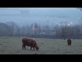 Foggy Early Morning Walk With Highland Cows At Dawsholm Park, Glasgow, Scotland | 4K, Binaural Audio