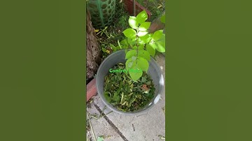 Comfrey Mulch: Chop and Drop