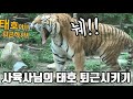 [에버랜드 호랑이] 파워워킹 파업한 태호는 내실에서 부르면 바로 알아듣고 퇴근!! S.Korea Everland Tiger Valley!