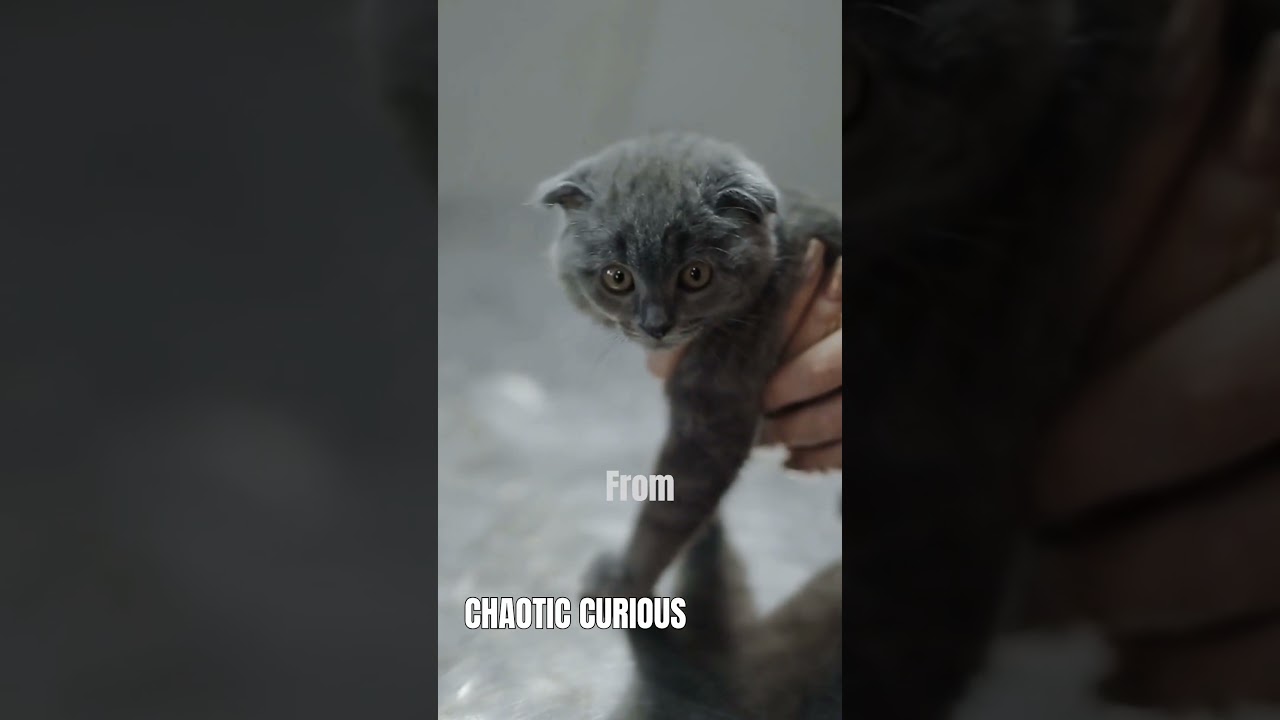 Soldier Andy & kitten Mow a heartwarming bond 