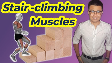 Traploopspieren: wat ze zijn en hoe je ze traint