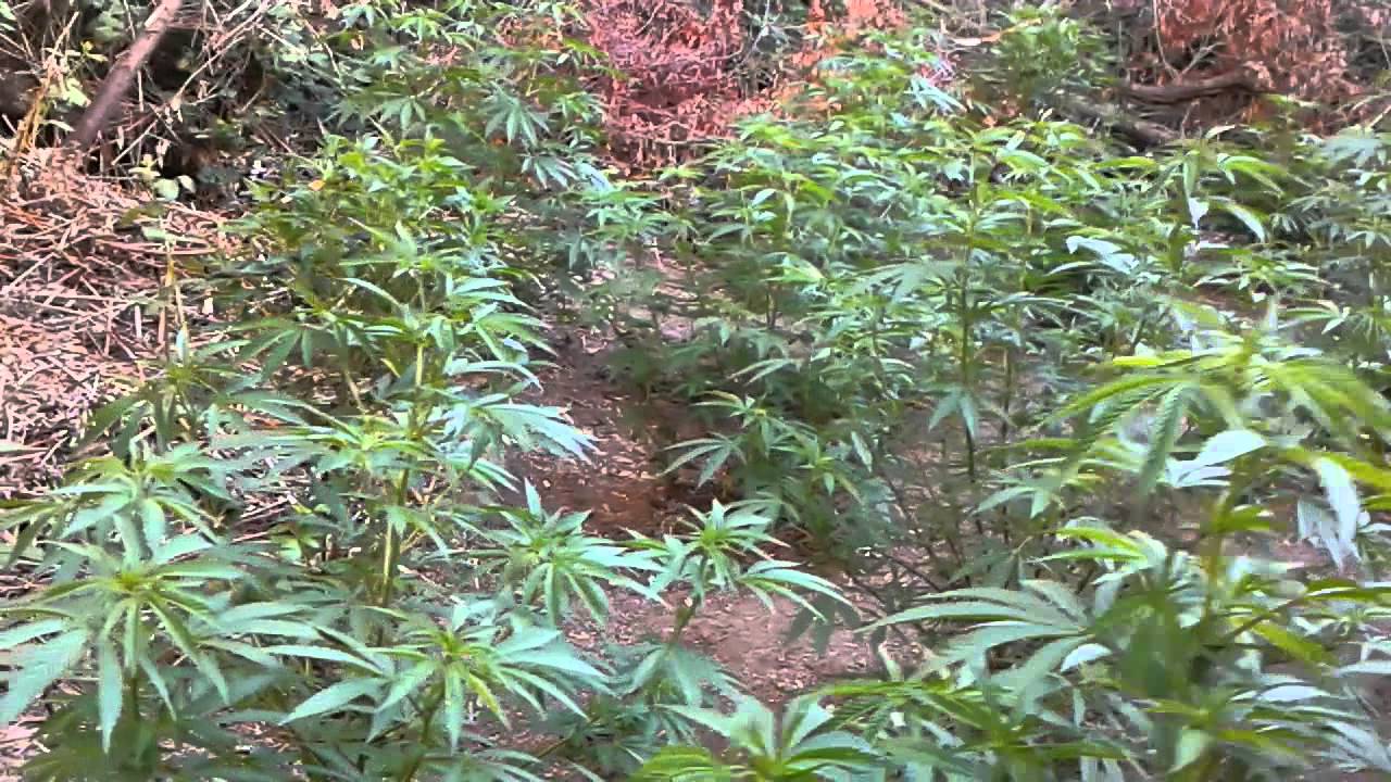 2015 norcal gorilla grow