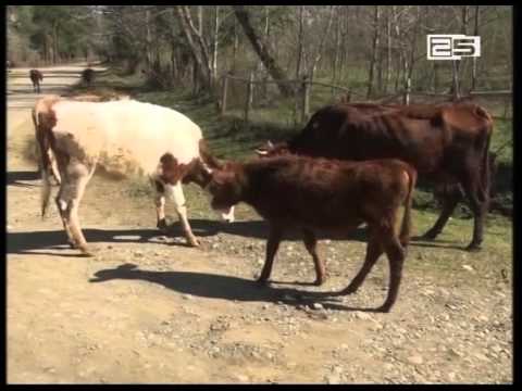 სასაკლაოები ჰასპის სტრანდარტზე გადასასვლელად ემზადებიან