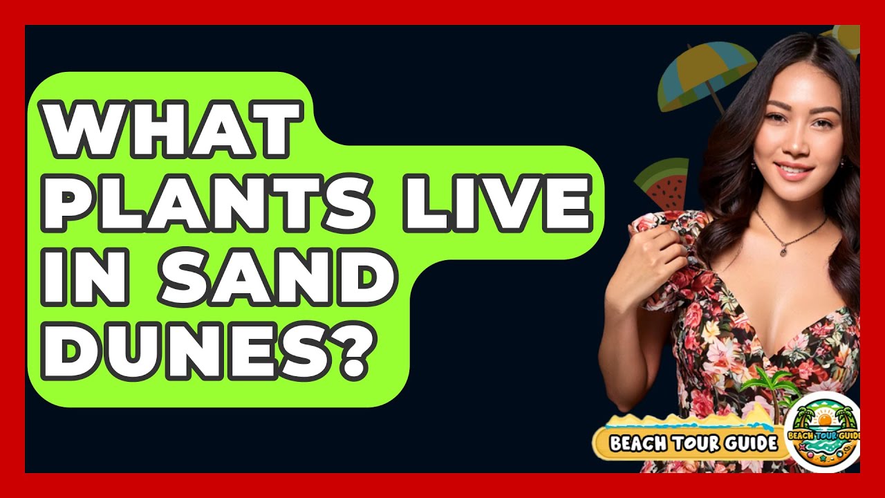What Plants Live In Sand Dunes? - Beach Tour Guide
