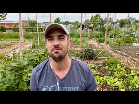 Video: Wat is Aromas Aarbeie – Aromas Aarbei Plant En Sorg Gids