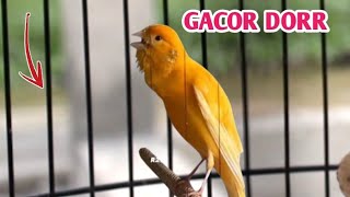 Canary Singing bird song