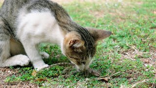 Cat Hunting Lizard by Short Tail Kitten TV 89 views 3 days ago 19 seconds