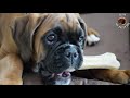 Boxer puppy Dilon with his first chew bone