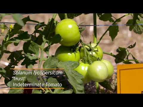 Video: Ano Ang BHN 1021 Tomato: Pagpapalaki ng 1021 Tomato Plant