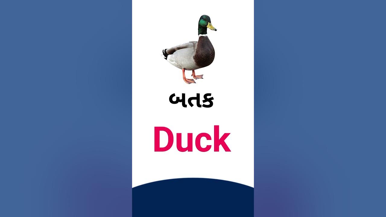 duck-meaning-in-gujarati-english-dictionary-youtube
