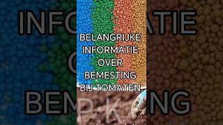 BELANGRIJKE INFORMATIE OVER BEMESTING BIJ TOMATEN.#tomaat #kas #agromk #landbouw #tuinbouw #holland