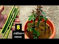 This method of growing a rose plant with cuttings to achieve 100% success