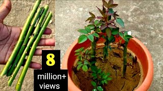 how to grow rose plant from cuttings | grow roses from stem cutting | roses cutting idea