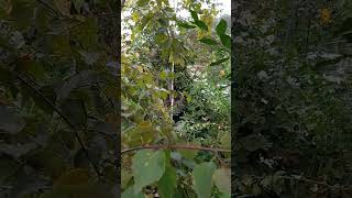 Сад своими руками: 🌿 Сосны, дубы, берёзы и клёны на участке