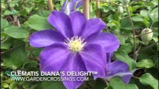 Clematis Diana's Delight™