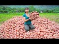 Harvesting red potatoes goes to countryside market sell  animals care  phng free bushcraft