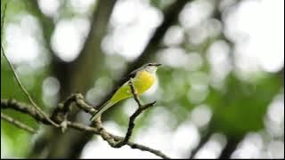 KICUIT BATU burung kicau di alam liar