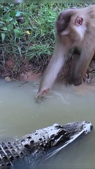 Funny Monkey Plays with Baby Crocodile