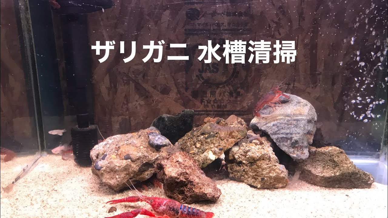 60cm 水槽 ザリガニ エビ メダカ 掃除 タニシ Youtube