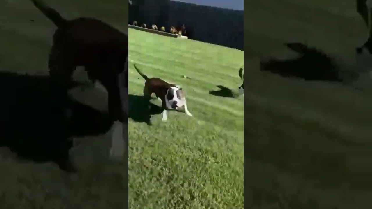 Неожиданная схватка: питбуль против орла. 