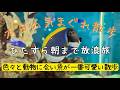 【作業向け配信】秋葉原から朝まで歩き続ける散歩【東京散歩】| Walking Tokyo