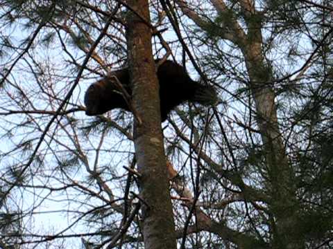 Fisher Cat in a tree in our backyard during daytime