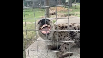 Thumbnail of Scared Hyena Making A Laughing Sound