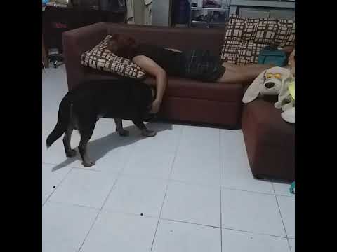 Dog asking owner to rub his belly. :D