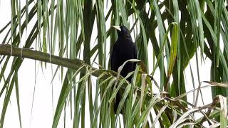 Crested Oropendola