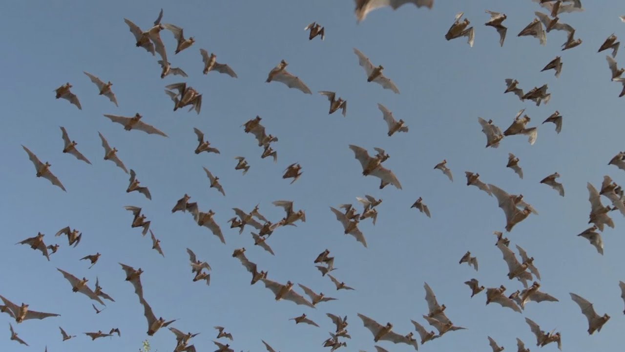 Bats jam each other's signals just like humans jam cell phones YouTube