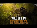 भारत का वन्यजीवन एक अलग नजरिये सें | Indian Wild Life | Wild Documentary