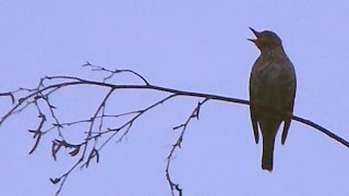 Drozd zpěvný - The song thrush (Turdus philomelos) - Zpěv/Song